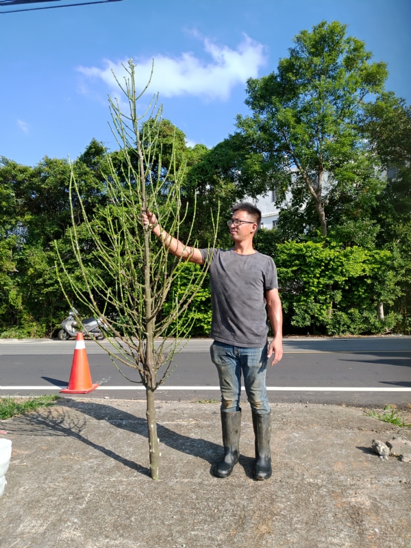jeff的第二张照片--莆田婚介网